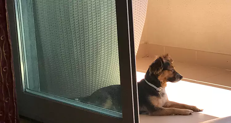 French Door Pet Screen Repair in Sunset, FL